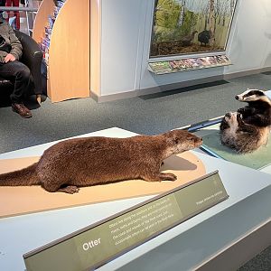 Eurasian otter and eurasian badger (taken at Inverness museum 3.4.24)