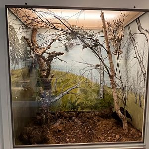 Woodlands display (taken at Inverness museum 3.4.24)