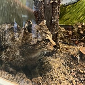 Scottish wildcat (taken at Inverness museum 3.4.24)