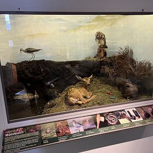 Moorland display (taken at Inverness museum 3.4.24)