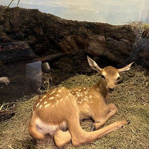 Red deer fawn (taken at Inverness museum 3.4.24)