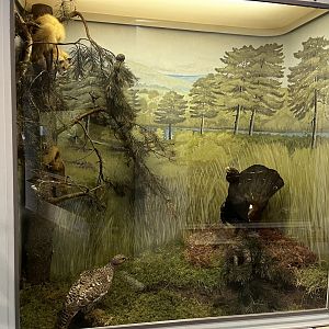 Pine woodland display (taken at Inverness museum 3.4.24)