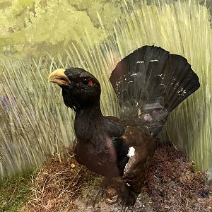 Capercaille male (taken at Inverness museum 3.4.24)