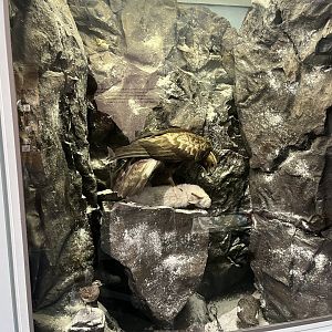 Mountain display (taken at Inverness museum 3.4.24)