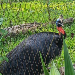Northern cassowary (offshow)
