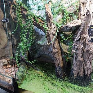Reptile House - Tiger Salamander exhibit