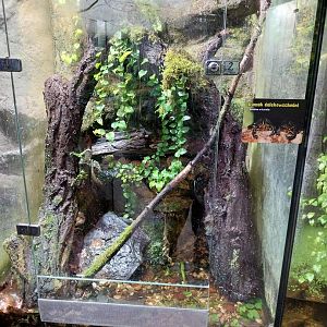 Reptile House - Oriental fire-bellied toad exhibit