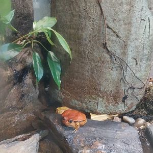 Sambava Tomato frog (Dyscophus guineti)
