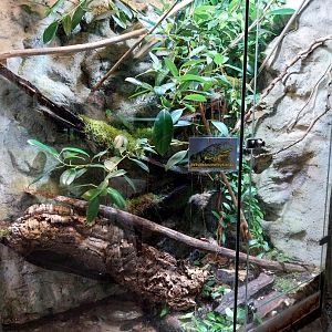 Reptile House - African bullfrog exhibit