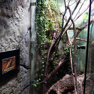 Reptile House - Spotted toad exhibit
