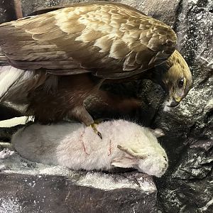 Golden eagle and mountain hare (Taken at Inverness museum 3.4.24)
