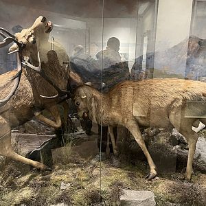 Red deer fighting (Taken at Inverness museum 3.4.24)
