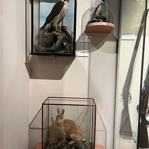 “Yellow” rabbit, peregrine falcon and little auk (Taken at Inverness museum 3.4.24)