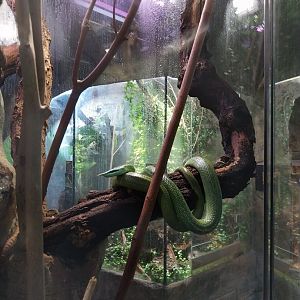 Reptile House - Rhinoceros Ratsnake (Gonyosoma boulengeri)