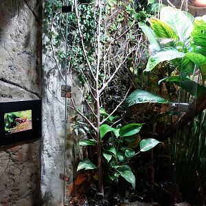 Reptile House - Anthonys poison-arrow frog exhibit
