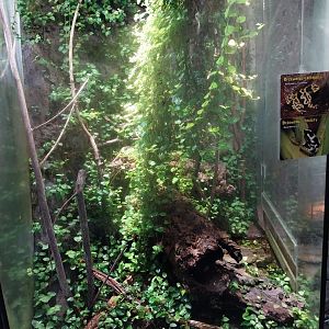 Reptile House - Yellow-banded poison dart frog exhibit