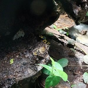 Reptile House - Yellow-banded poison dart frog (Dendrobates leucomelas)