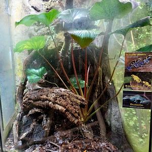 Reptile House - Deying dart frog and Golden poison frog exhibit