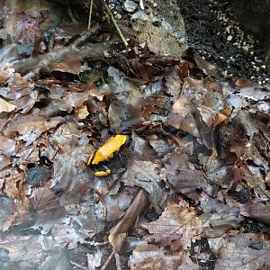 Reptile House - Golden poison frog (Phyllobates vittatus)