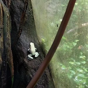 Reptile House - Adelphobates galactonotus