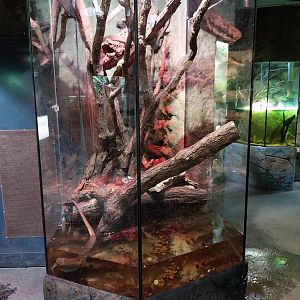 Reptile House - Mertens' monitor exhibit