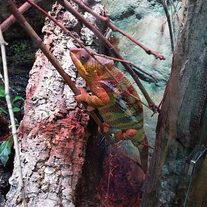 Reptile House - Panther chameleon (Furcifer pardalis)