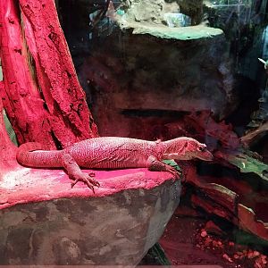 Reptile House - Mangrove monitor (Varanus indicus)
