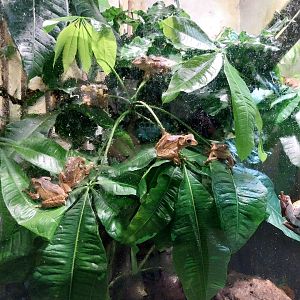 Reptile House - Borneon File-eared tree frog (Polypedates otilophus)