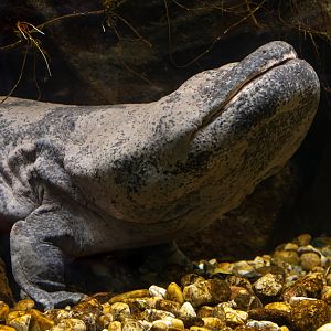 Chinese giant salamander (Andrias davidianus)