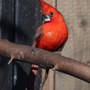 Vermilion cardinal (Cardinalis phoeniceus)