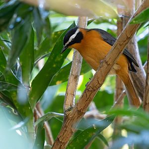 White-browed robin-chat (Cossypha heuglini)