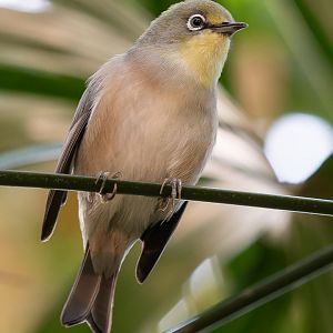 Indian white-eye (Zosterops palpebrosus)