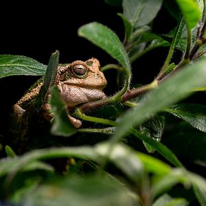 Loja marsupial frog (Gastrotheca lojana