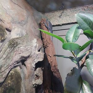 Reptile House - Blue-spotted tree monitor (Varanus macraei)