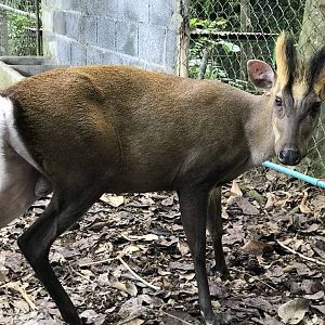 fea's muntjac (offshow)