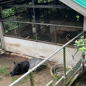 Malayan tapir Breeding centre