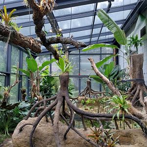 Aquarium - Mangrove exhibit
