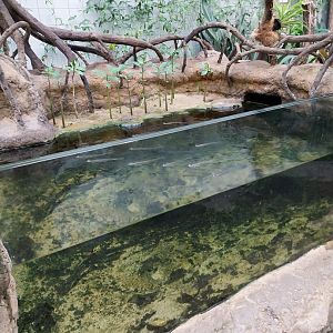 Aquarium - Mangrove exhibit - Four-eyed fish (Anableps anableps)