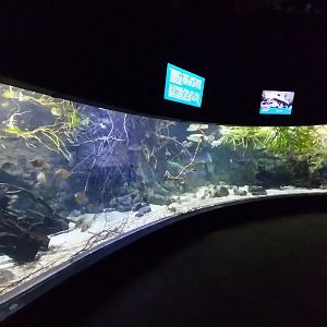 Aquarium - Southeast Asia aquarium