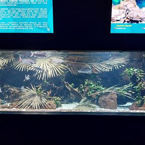 Aquarium - African tigerfish (Hydrocynus vittatus)