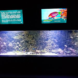 Aquarium - Coral reef
