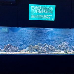 Aquarium - Coral reef