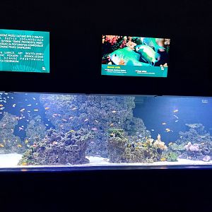 Aquarium - Coral reef