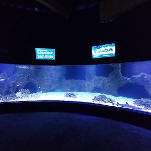 Aquarium - Shark tank