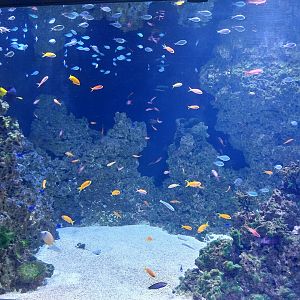 Aquarium - Coral reef
