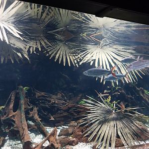 Aquarium - African tiger fish tank