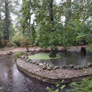 Western Pygmy Hippo enclosure