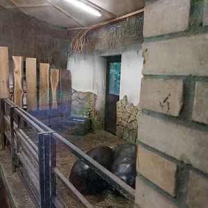 Western Pygmy Hippo Choeropsis liberiensis)