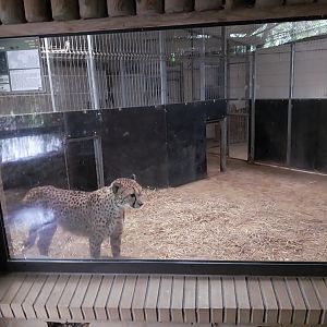 South African Cheetah enclosure