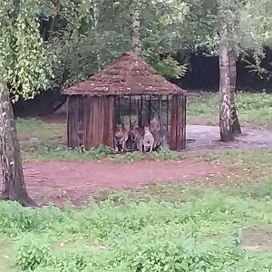 Red Kangaroo (Osphranter rufus)